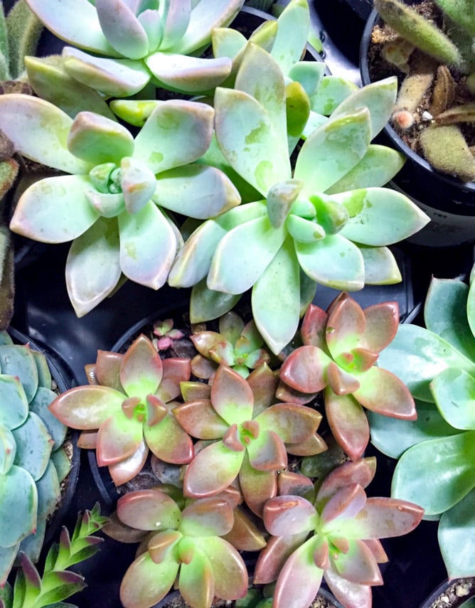 tuesday things I howsweeteats.com