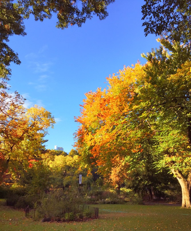 autumn in NYC I howsweeteats.com