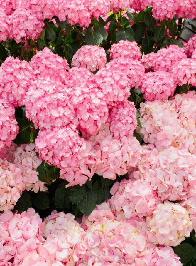 currently crushing on I howsweeteats.com