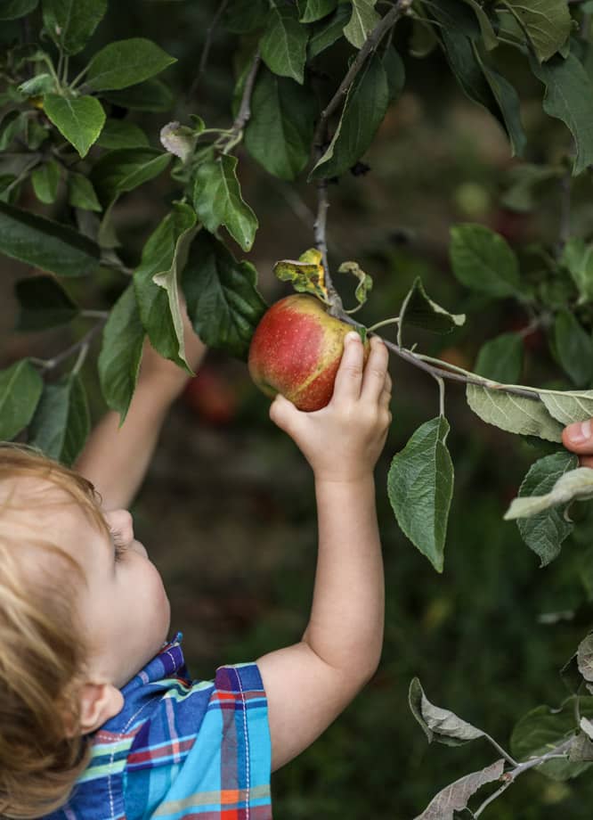apple picking I howsweeteats.com