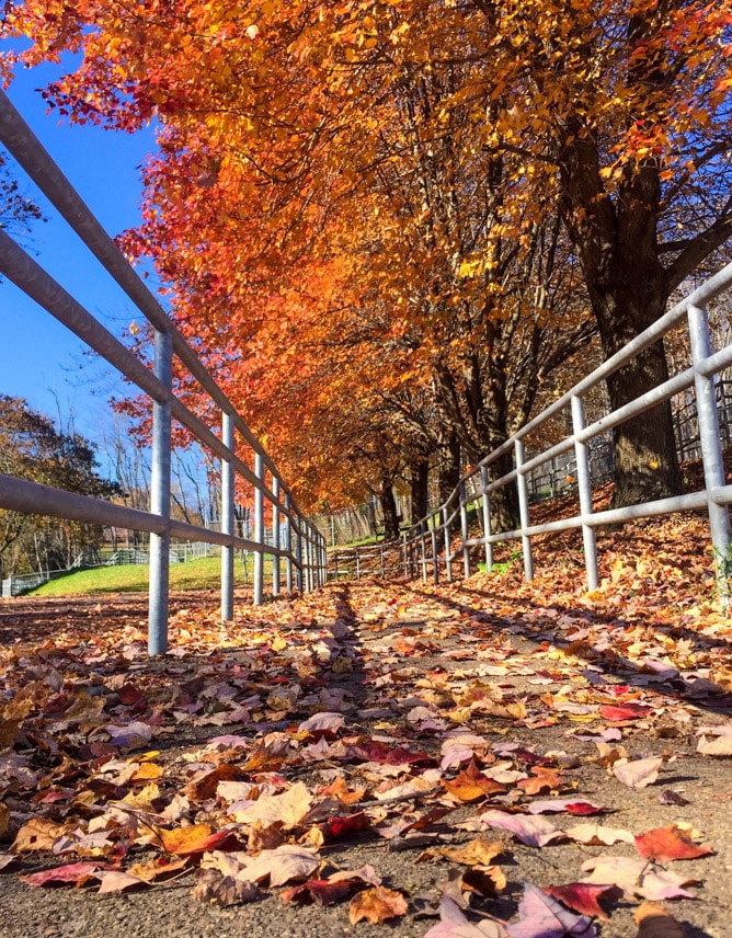 tuesday things I howsweeteats.com