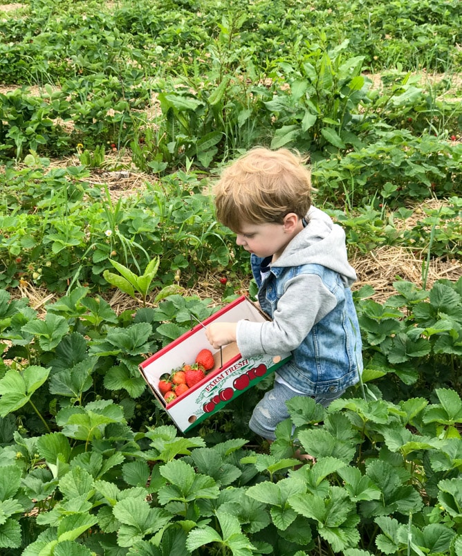 strawberry picking I howsweeteats.com