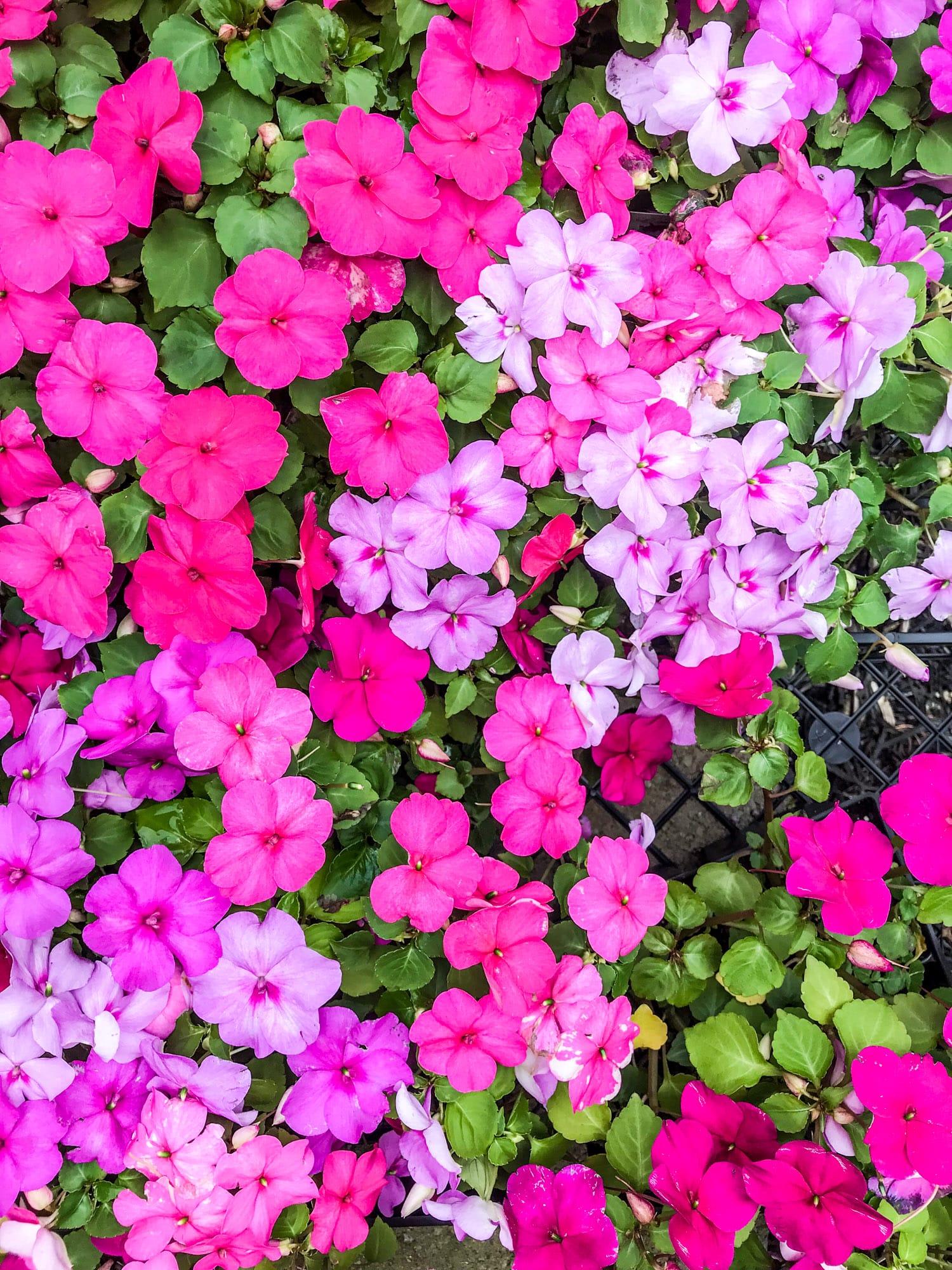 tuesday things I howsweeteats.com