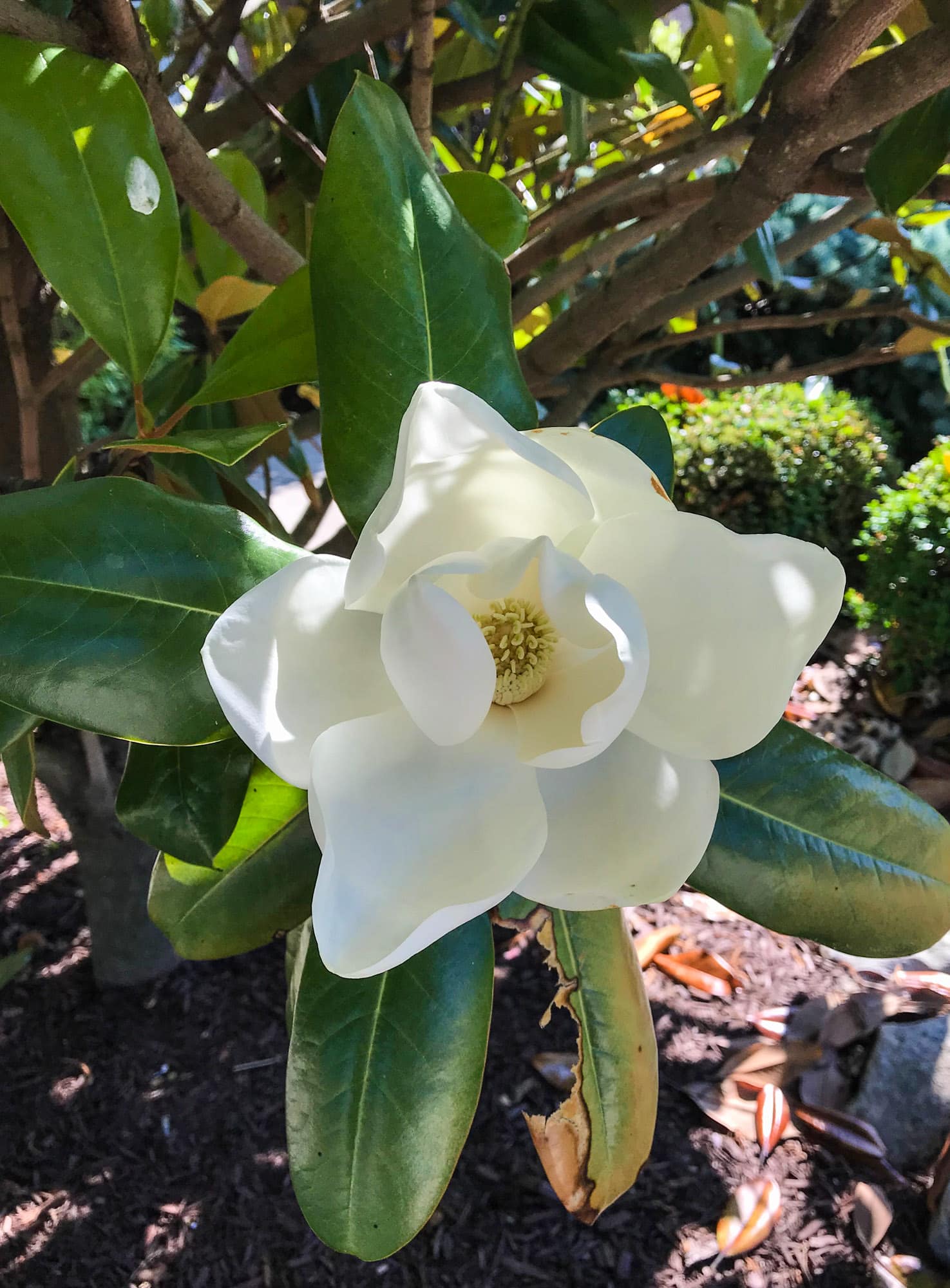 tuesday things I howsweeteats.com