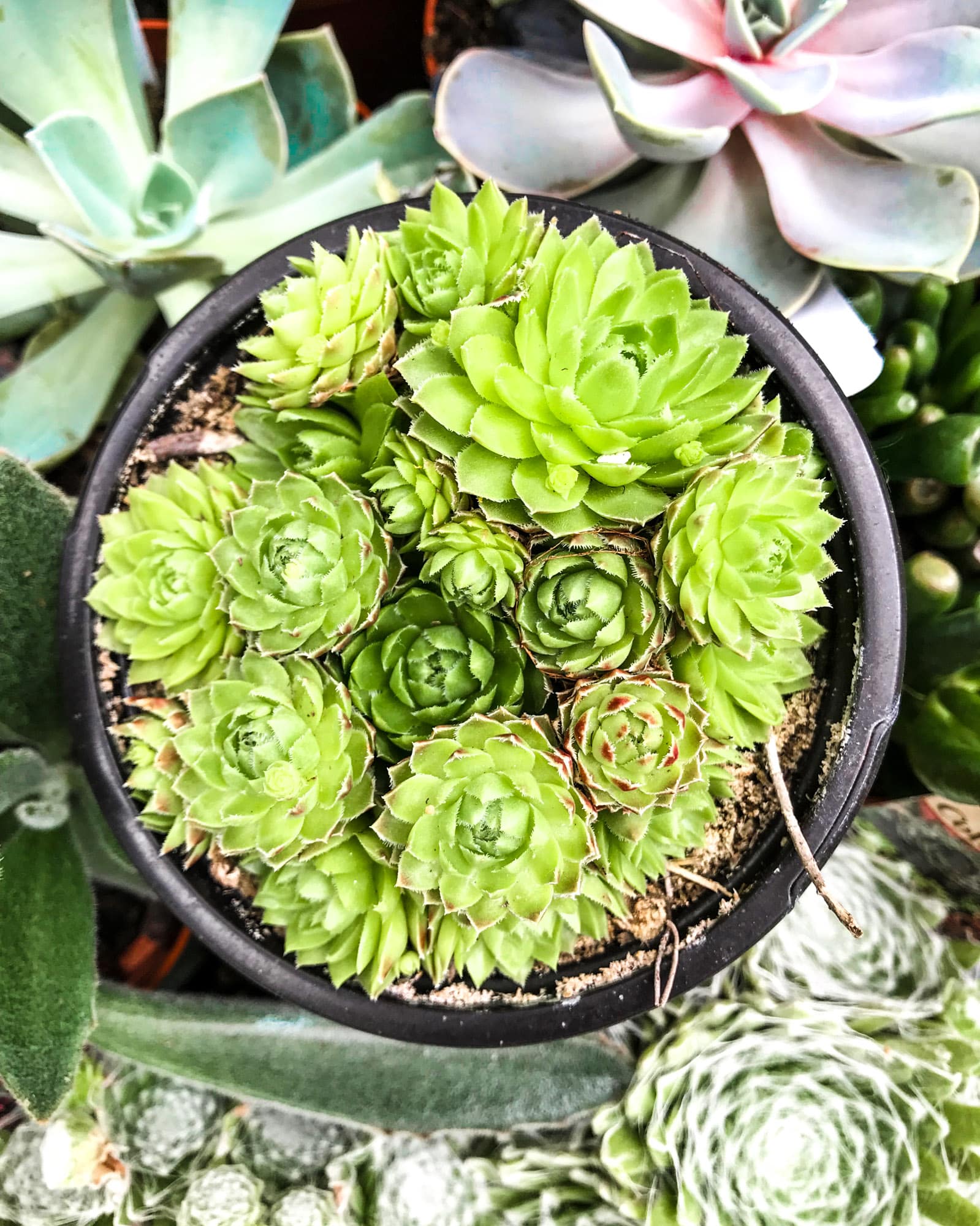 currently crushing on I howsweeteats.com