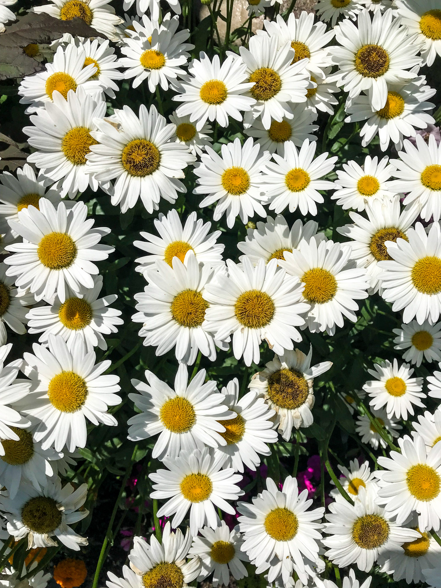 tuesday things I howsweeteats.com