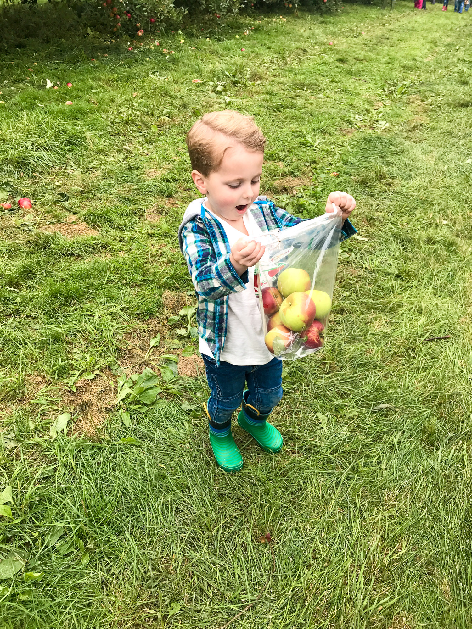 adventures in apple picking I howsweeteats.com