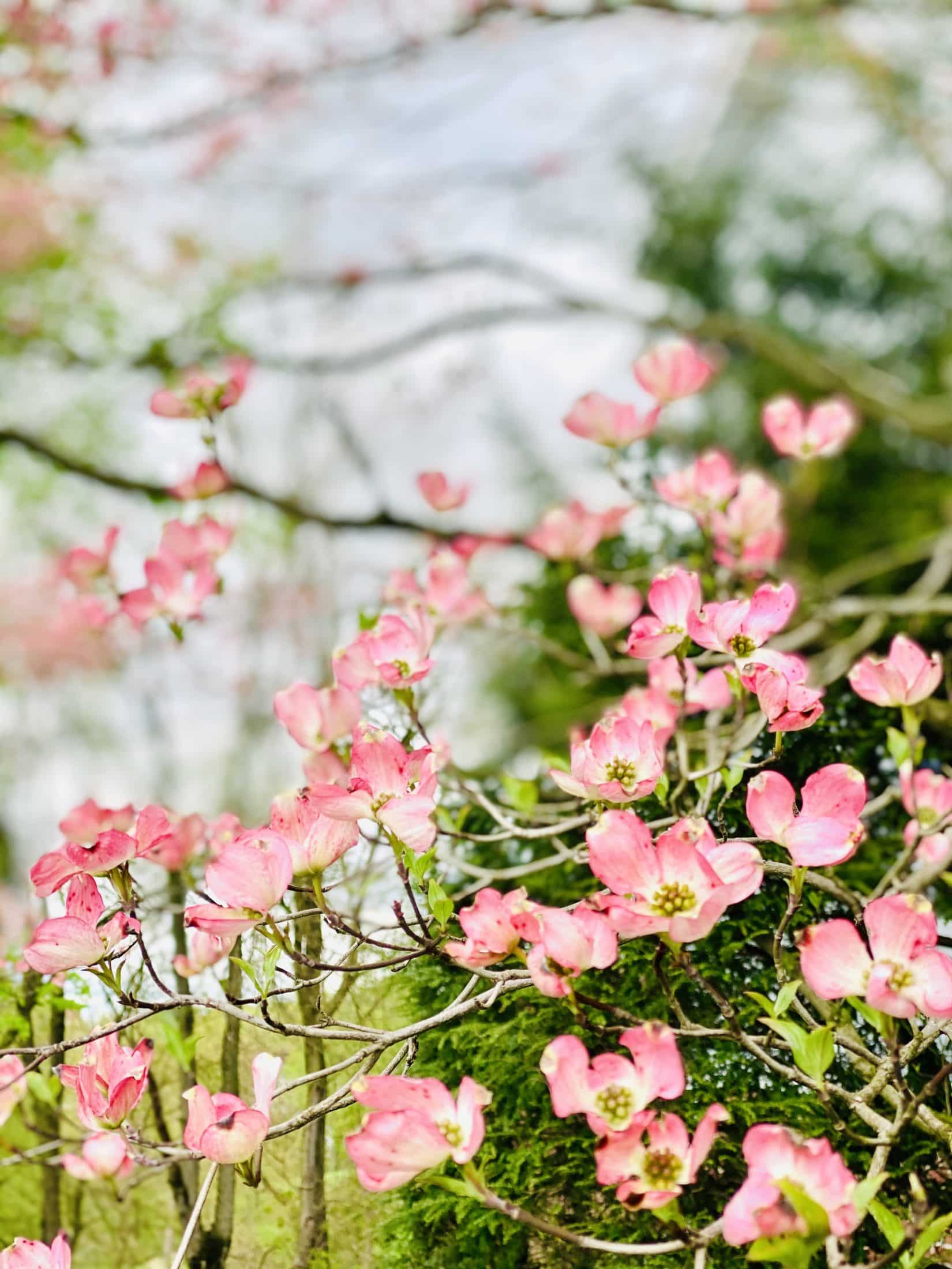 currently crushing on