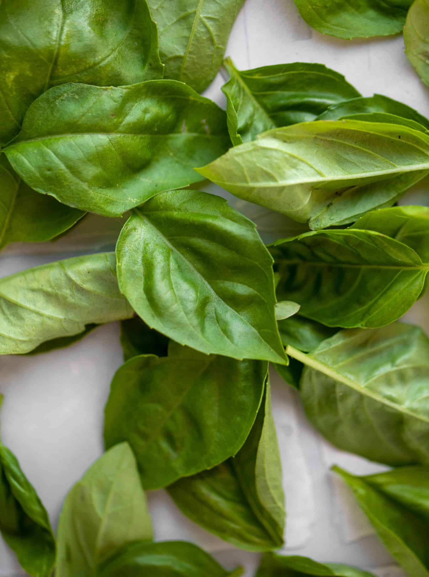 fresh basil leaves