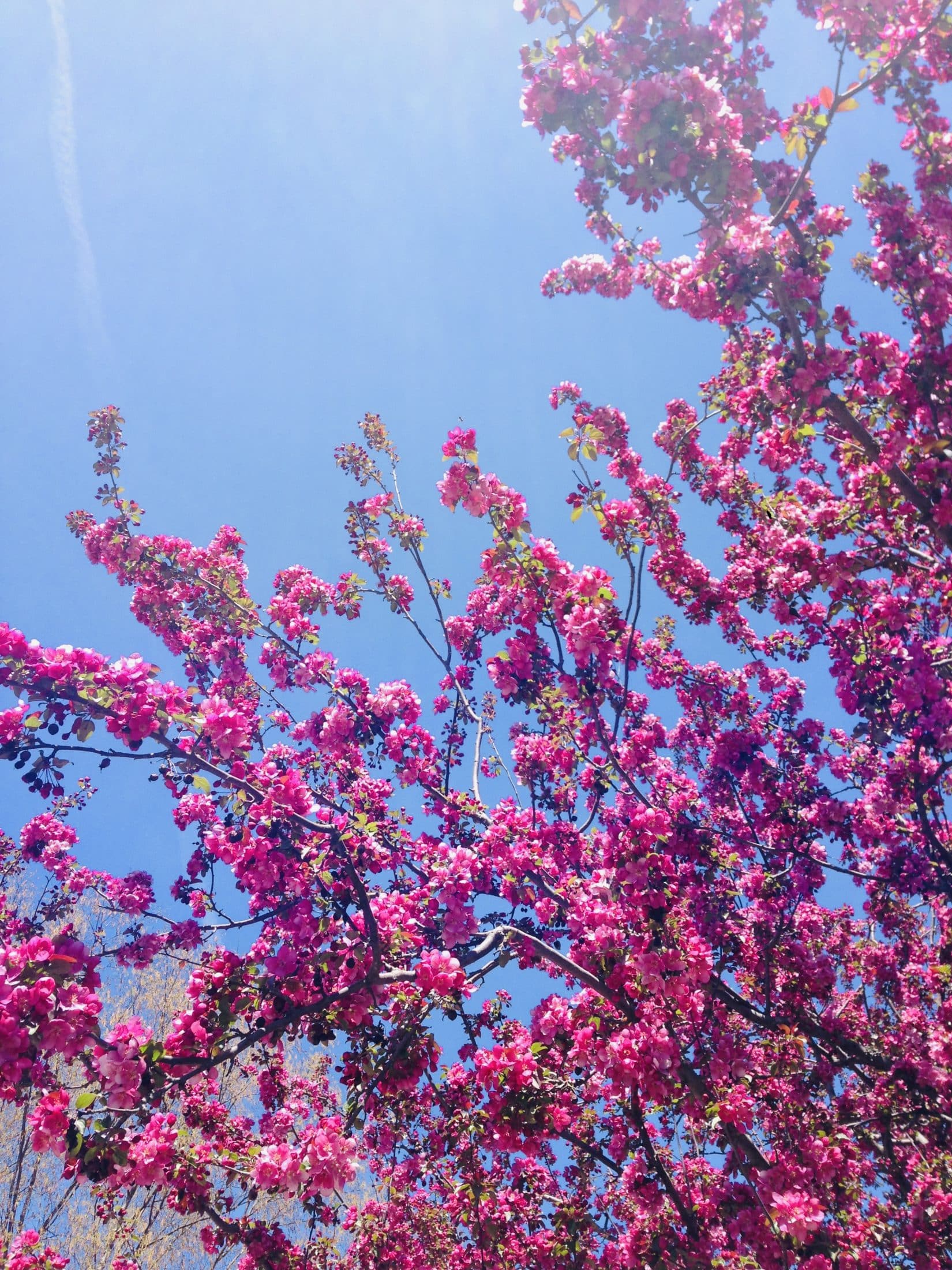 currently crushing on