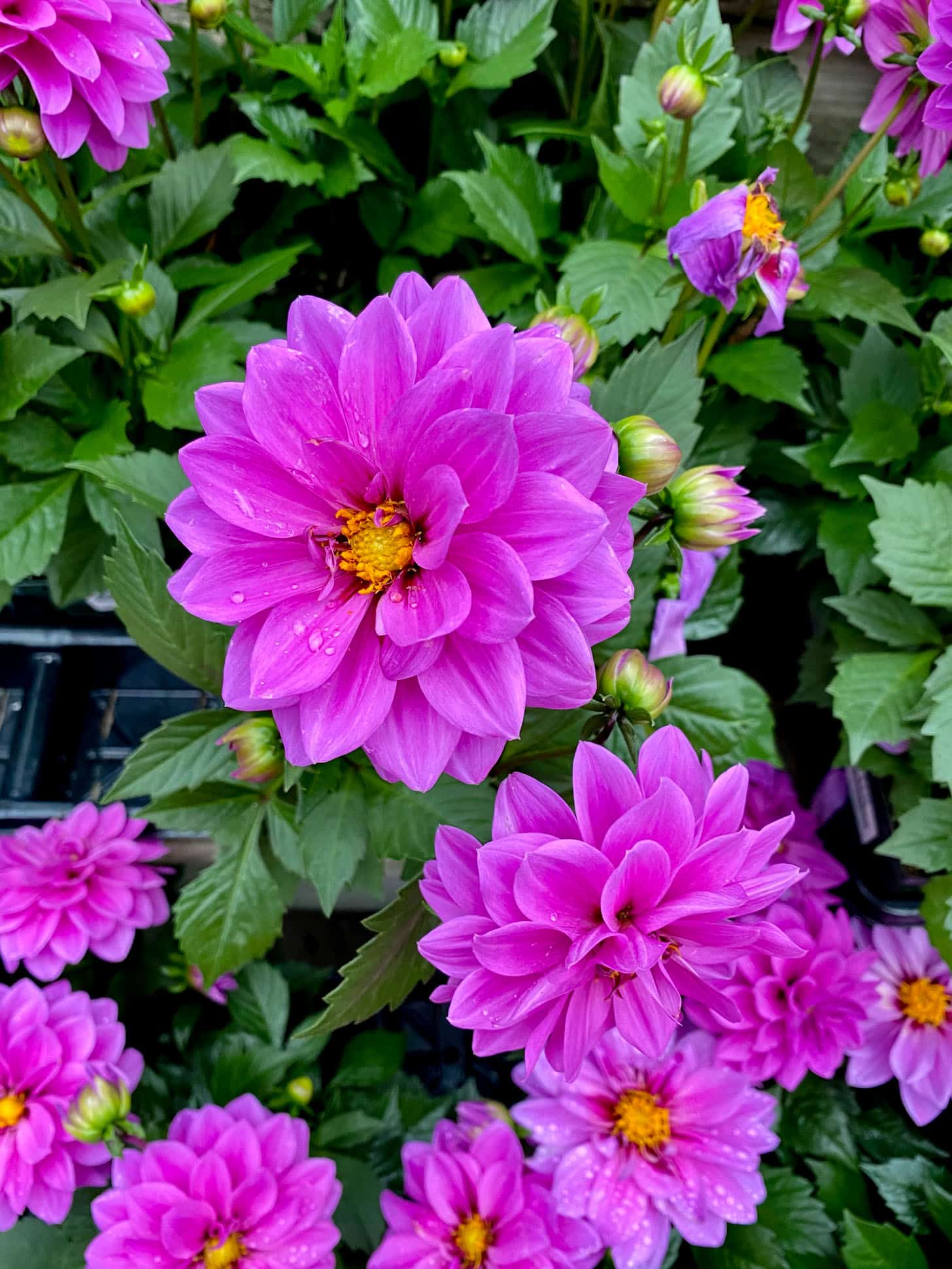 currently crushing on