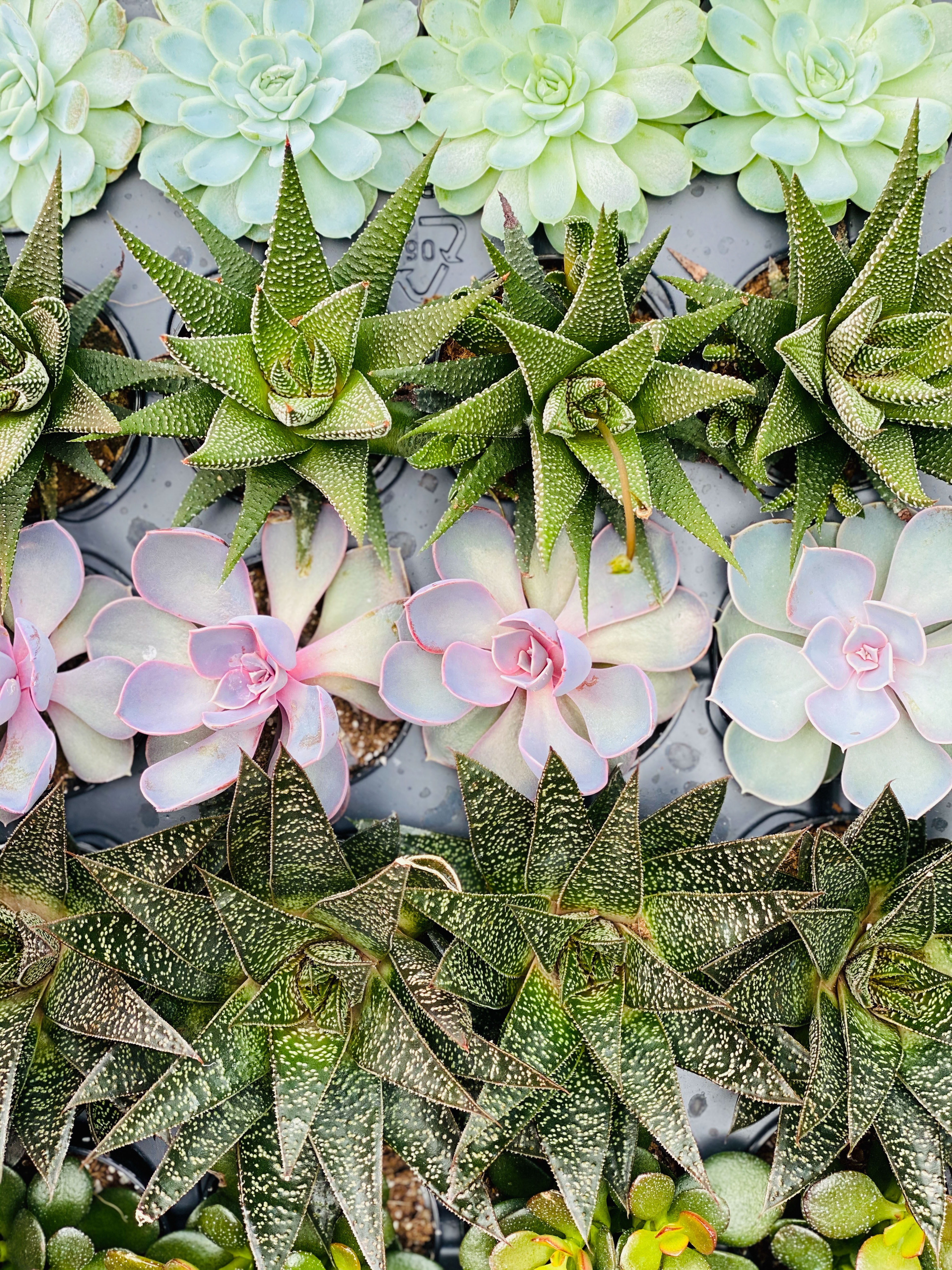 currently crushing on