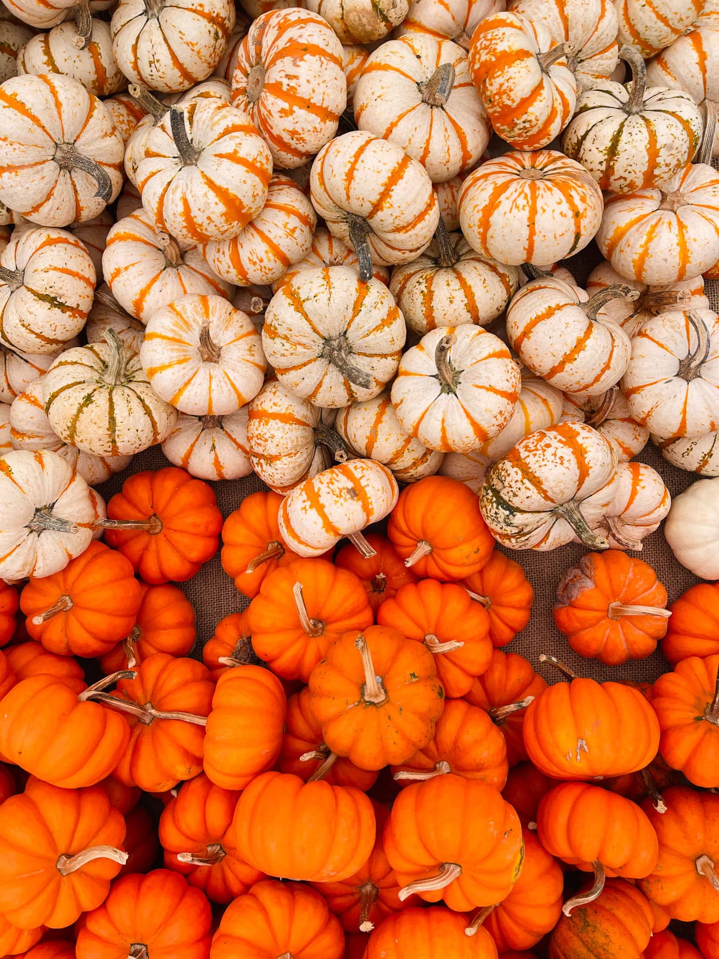 currently crushing on