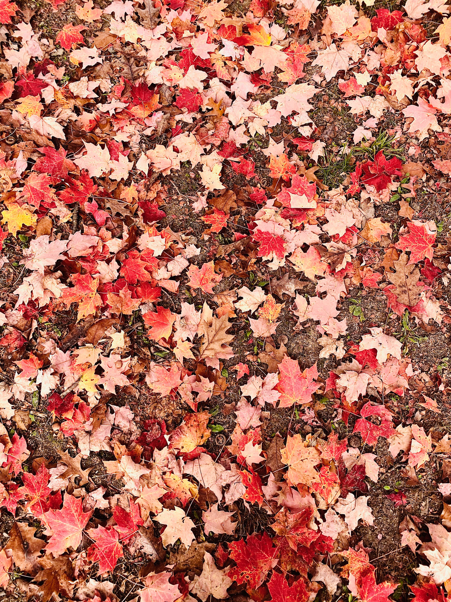 currently crushing on