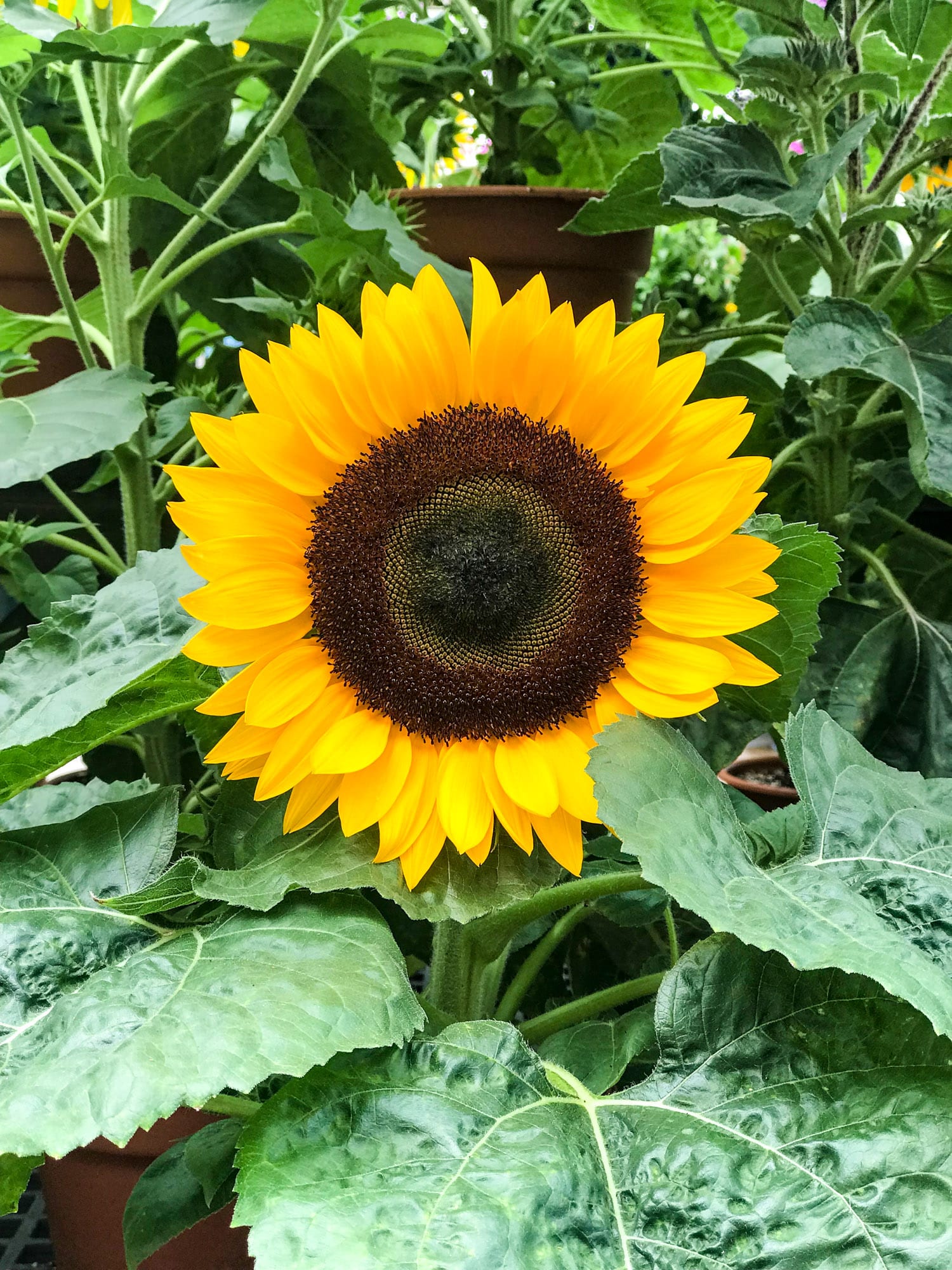 currently crushing on