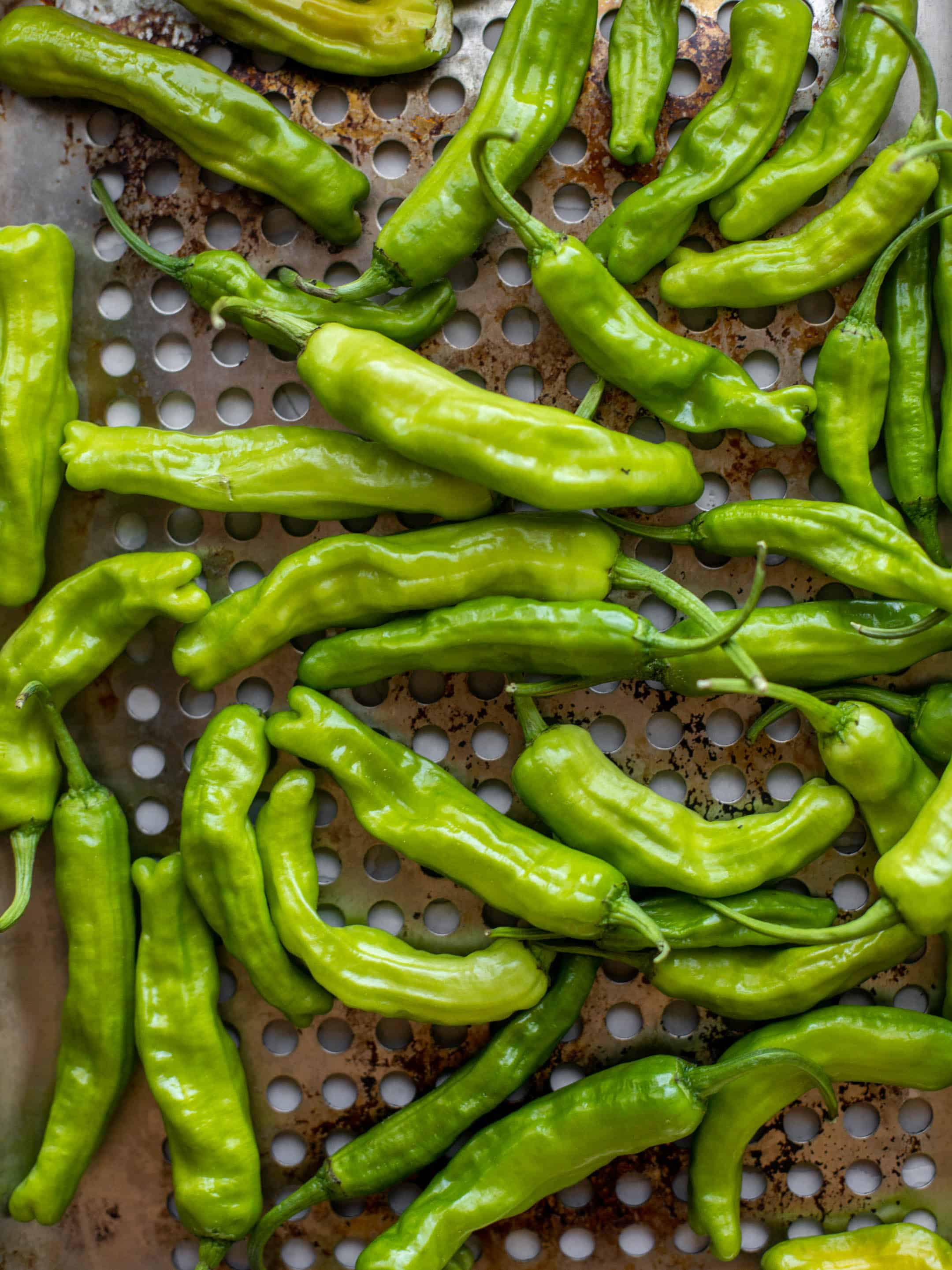 grilled shishito peppers