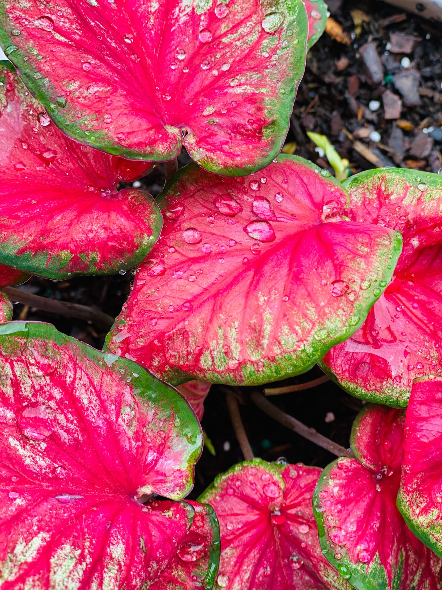 currently crushing on