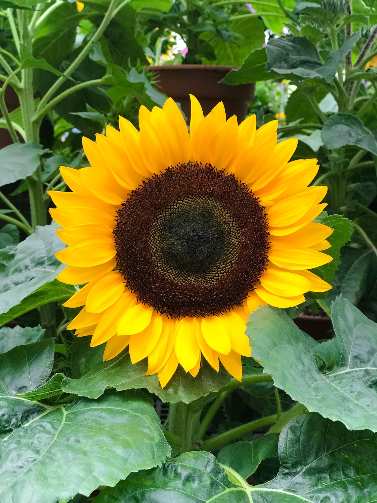 currently crushing on