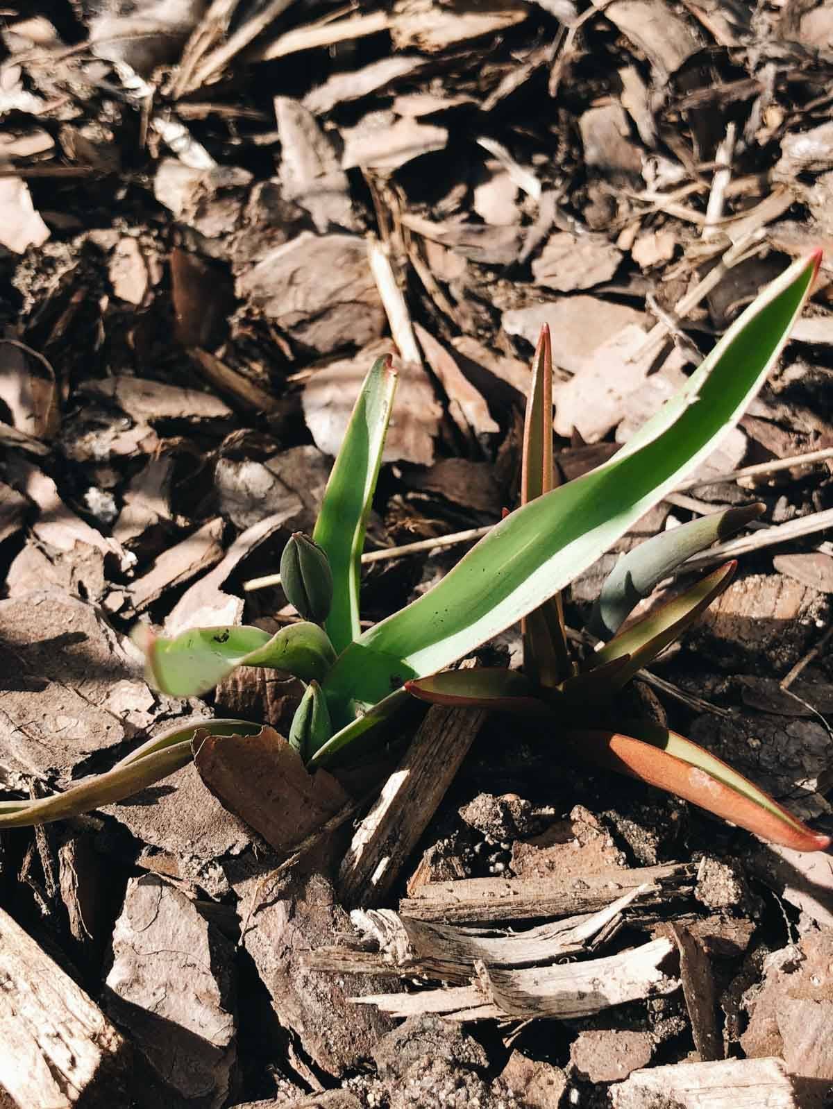 Tulip bud in a garden.
