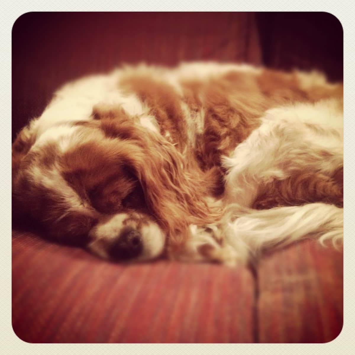Puppy sleeping on a chair.